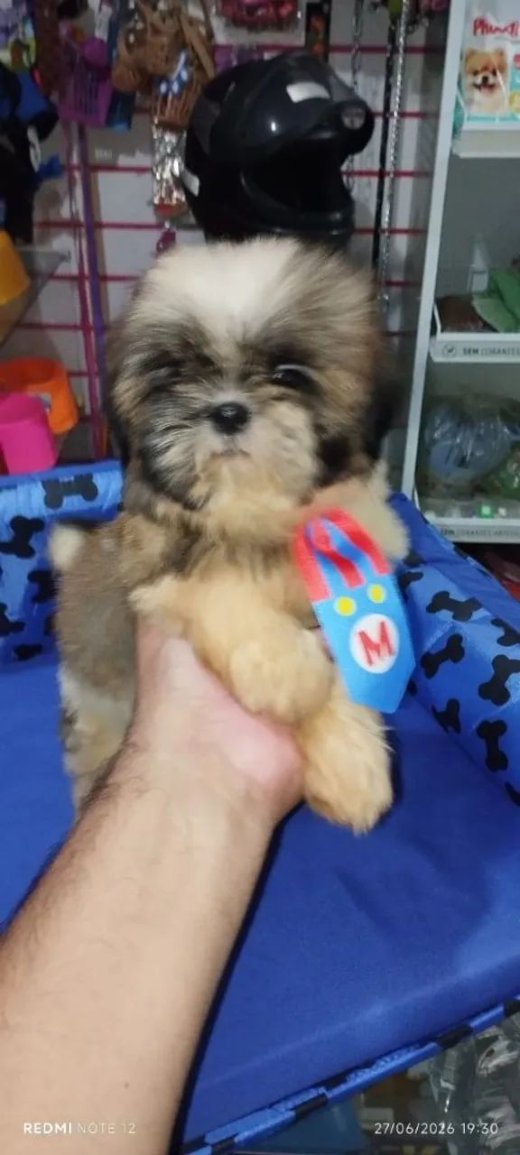 Shitzu macho mini - Foto 3