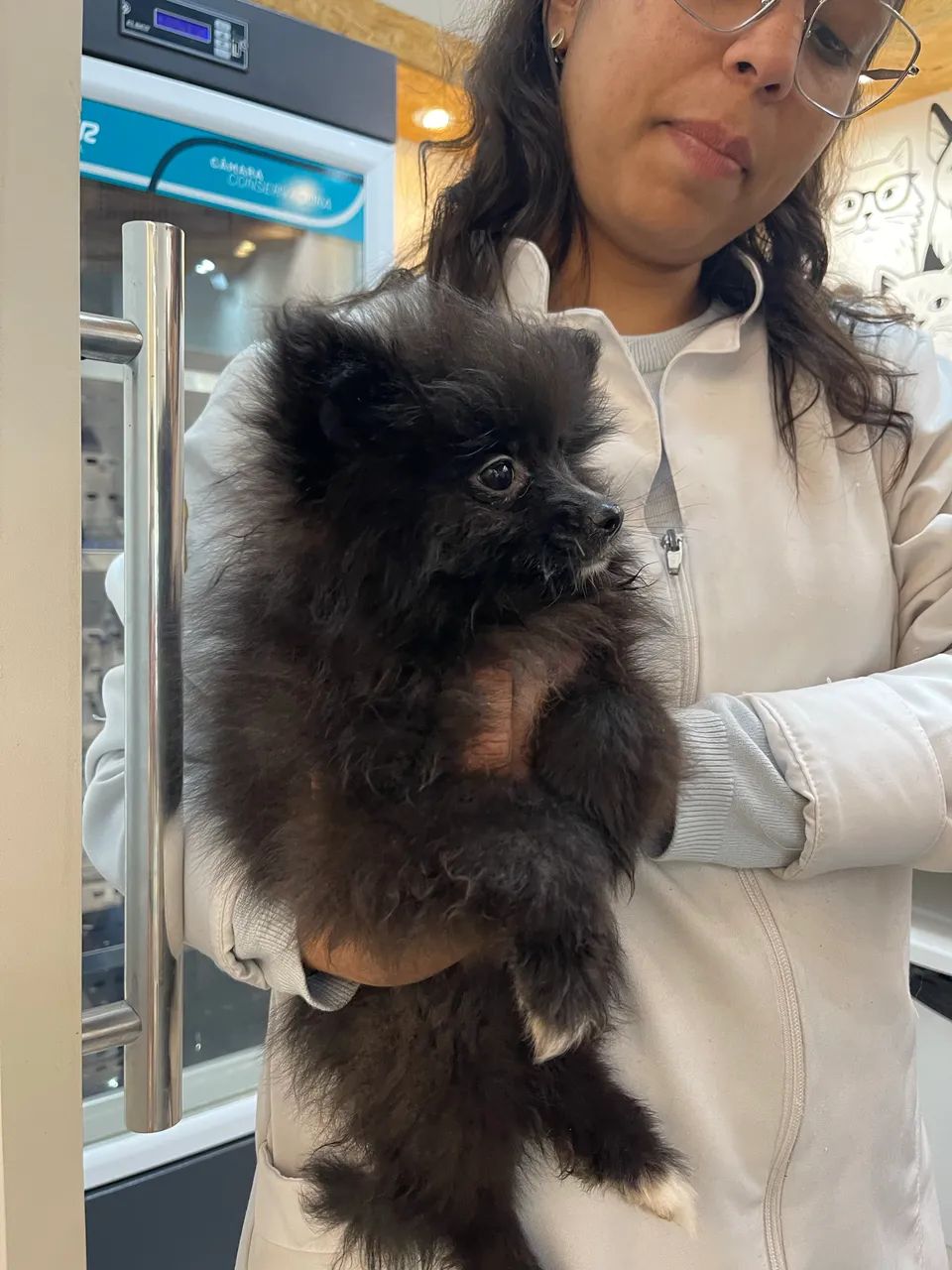 Spitz Alemão 