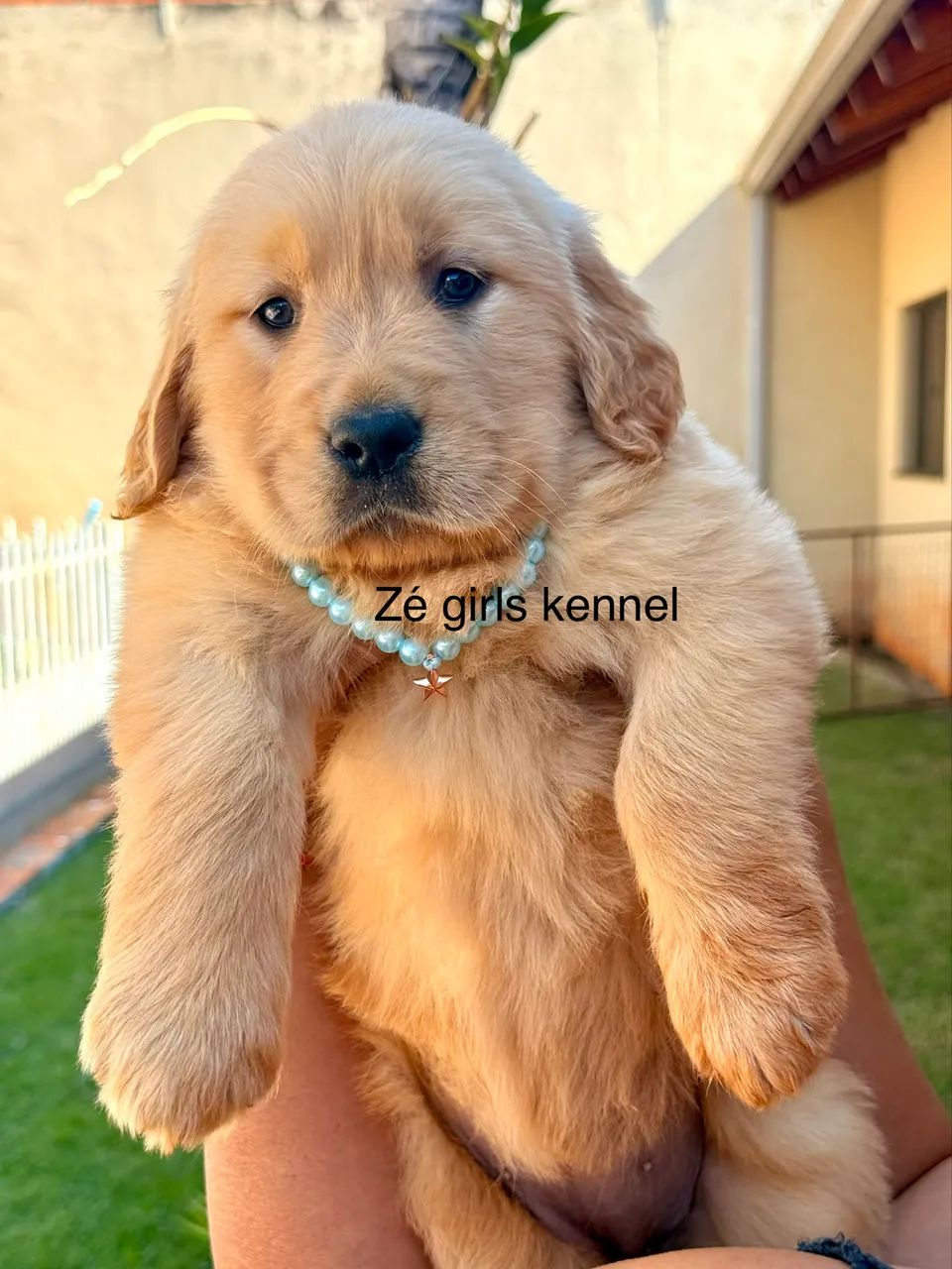 Golden Retriever fêmea 