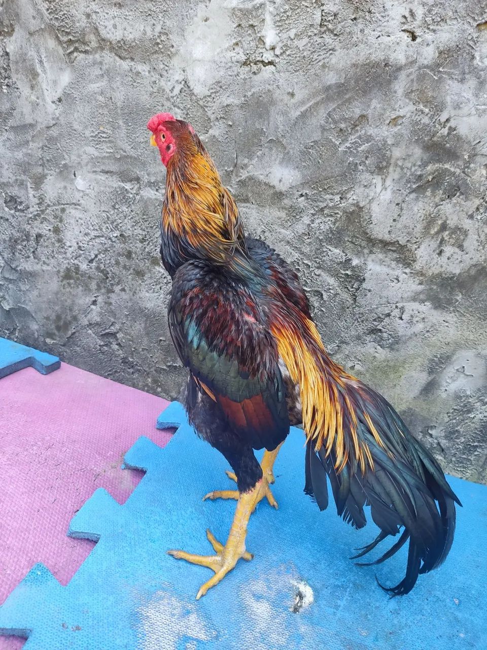 Frango