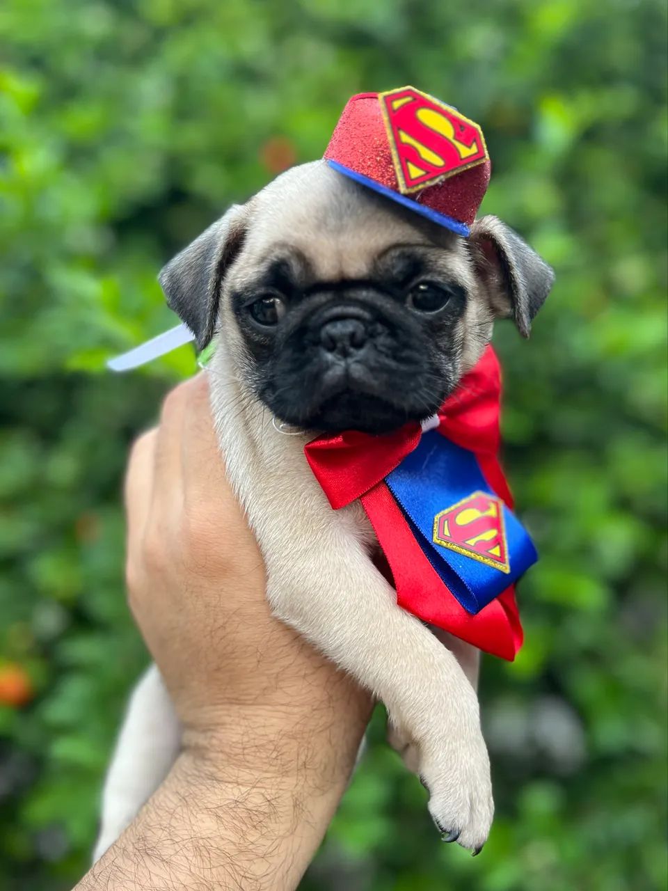 Filhotes de Pug - Foto 4