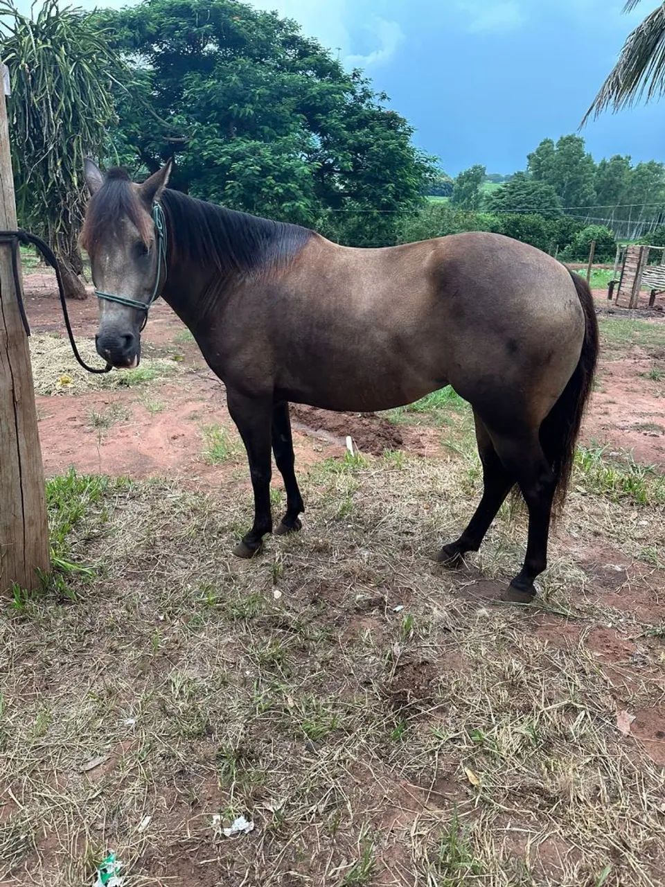 Potra quarto de milha  - Foto 3