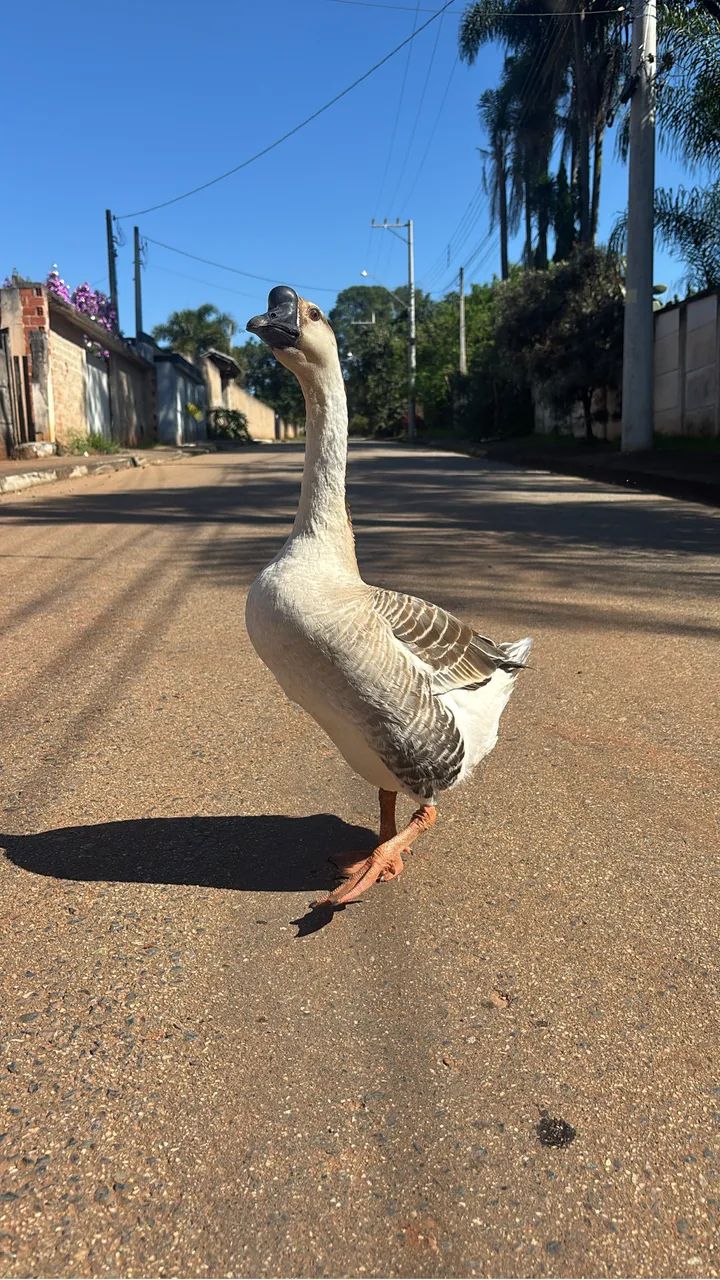 Ganso - Foto 3