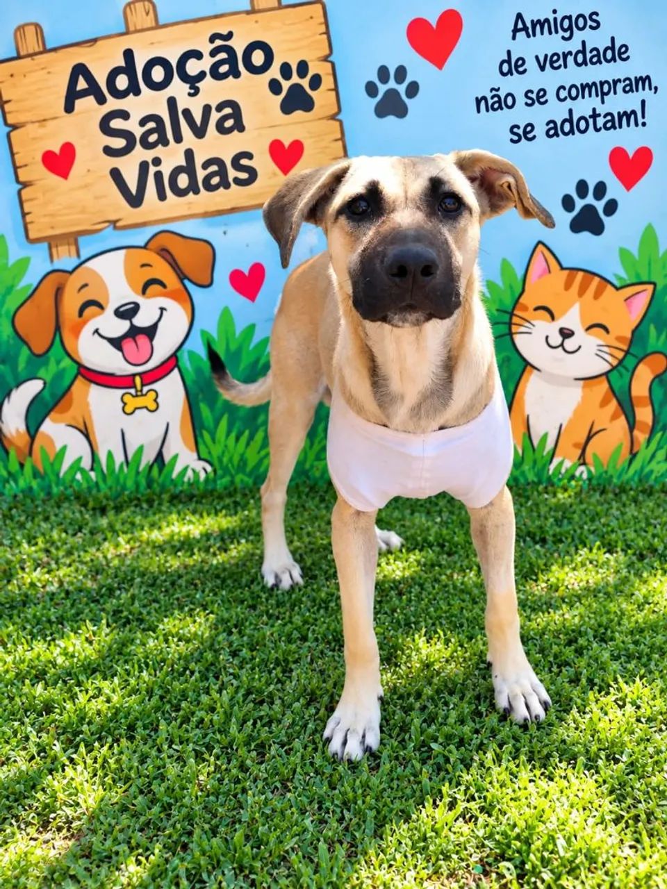 ADOÇÃO VILAVELHA 