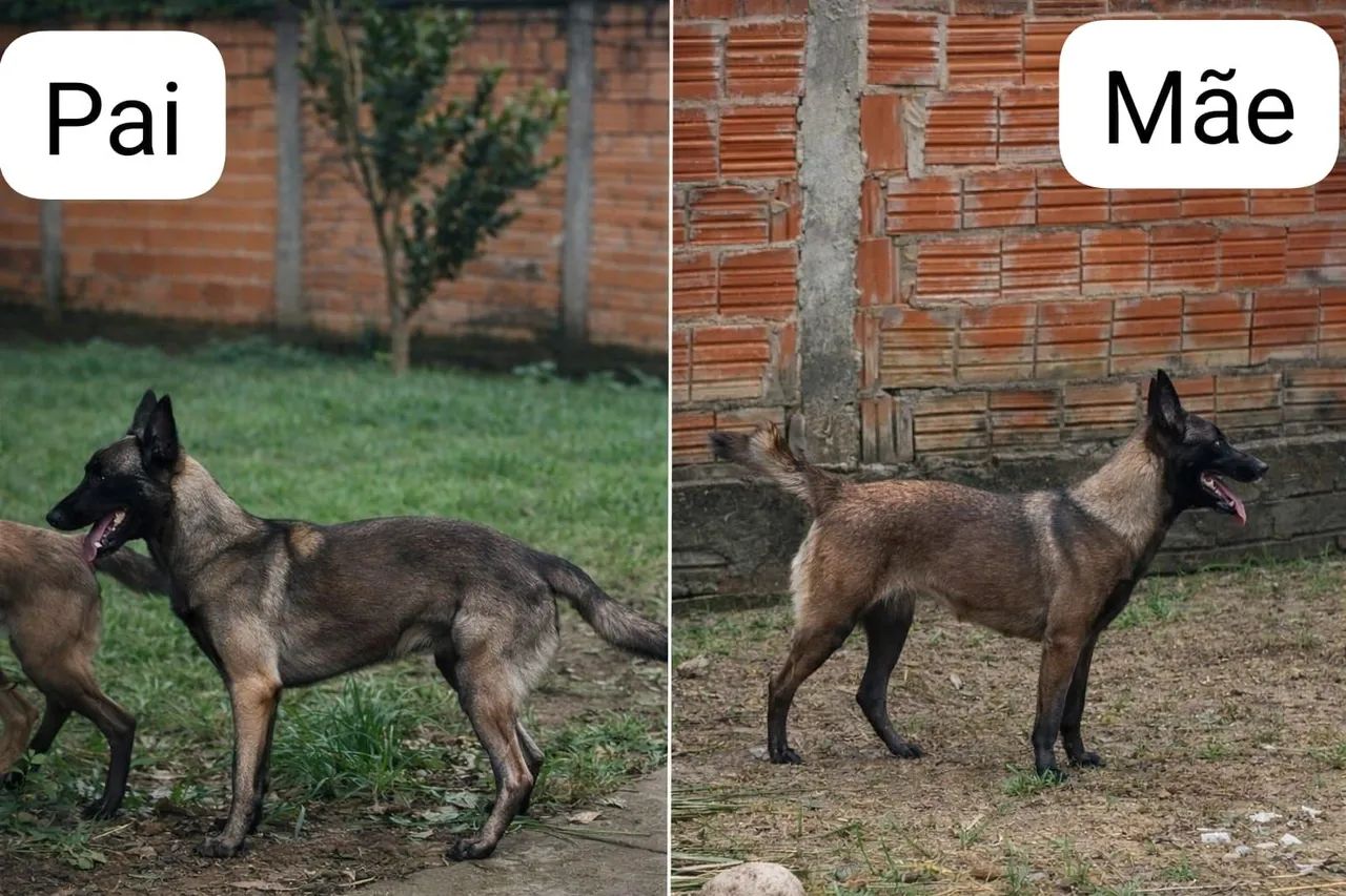 Pastor Belga Malinois - Foto 3
