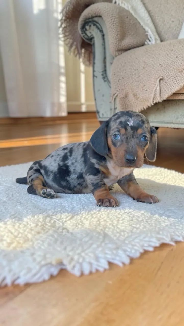 Filhotes de Daschund Mini  - Foto 3