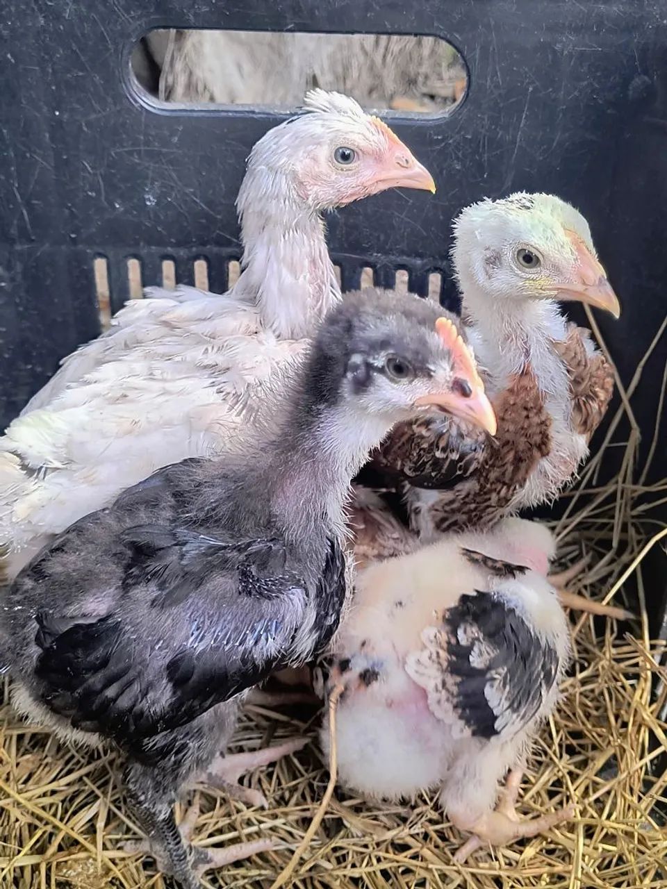 Ovos fértil Galinhas marrecos  - Foto 5