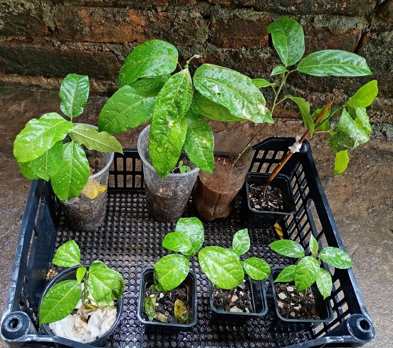 Mudas de maracujá e Muda de tomate  - Foto 2
