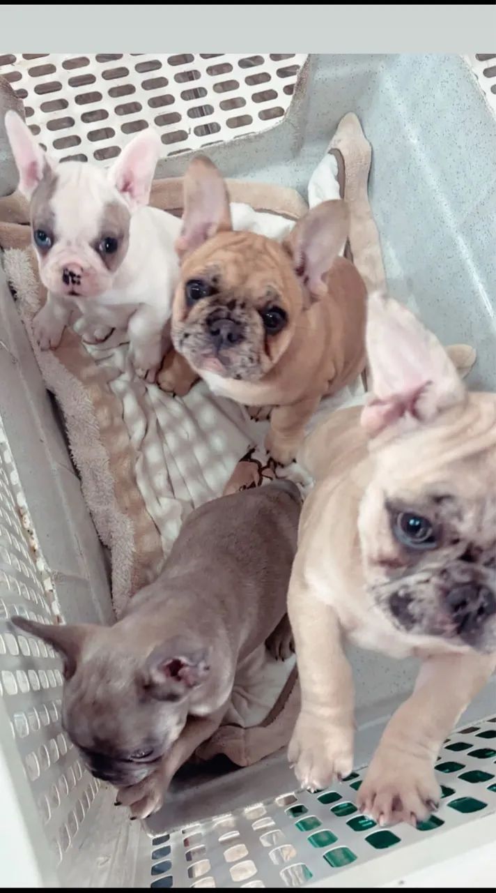 Buldogue francês  - Foto 4