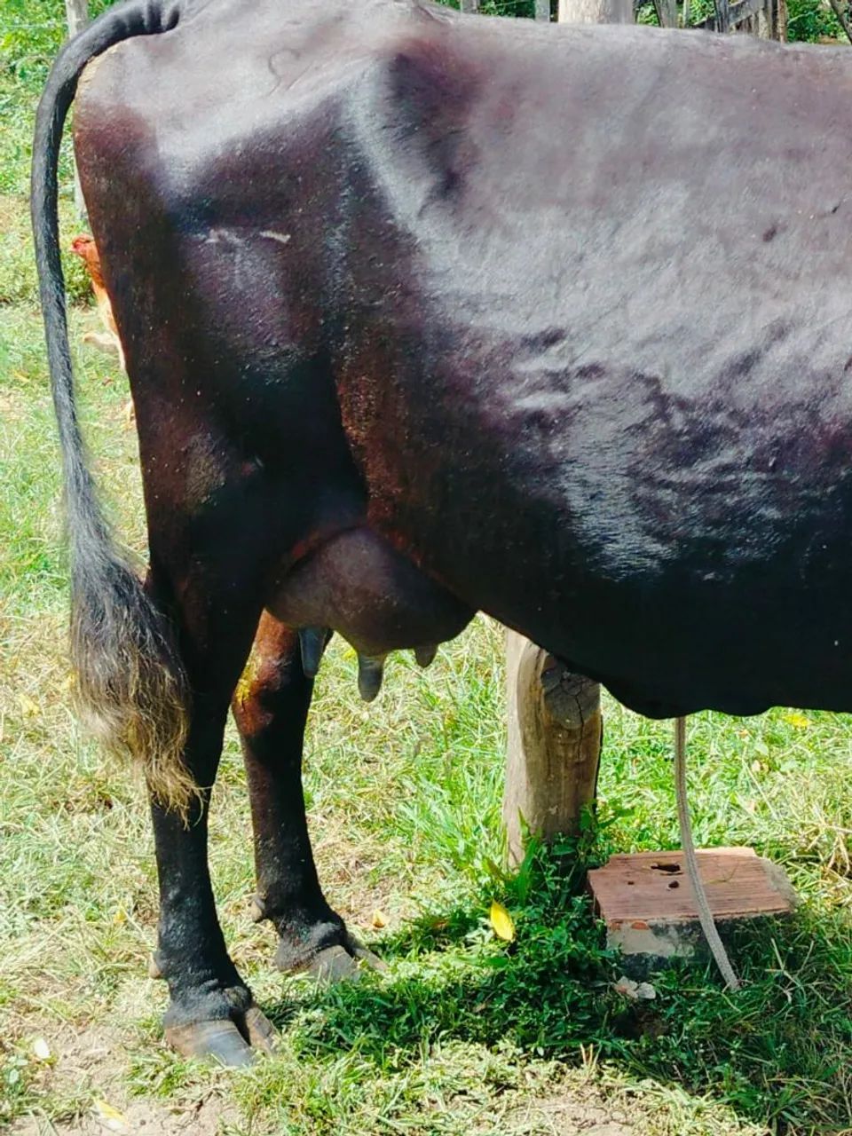 vacas pra vender  - Foto 4