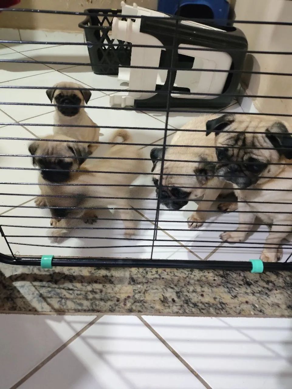 Pug Macho filhotes  - Foto 3