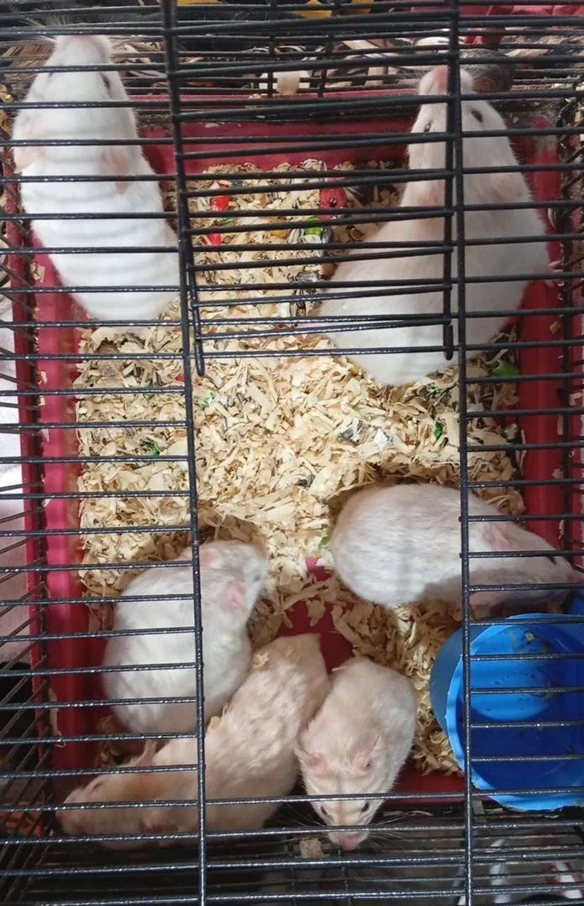 HAMSTER SÍRIO  - Foto 3