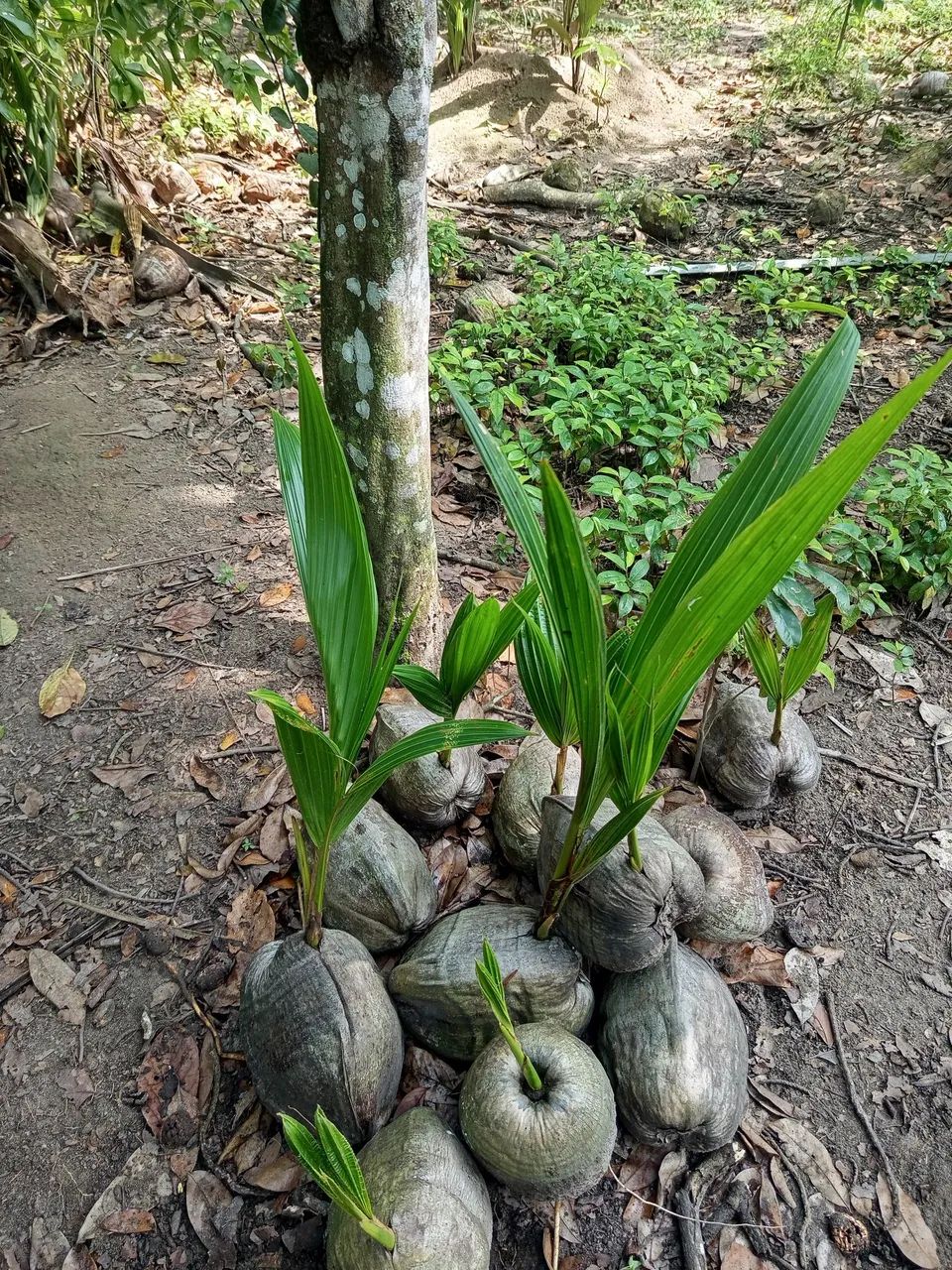 Mudas de pé de coco 