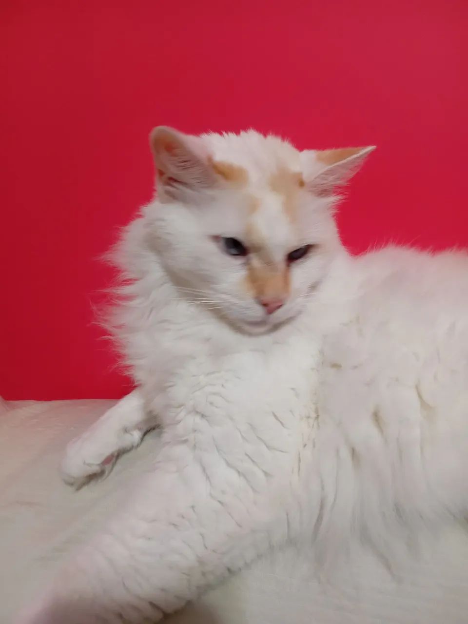 Gato Adulto Castrado para Doação  - Foto 3