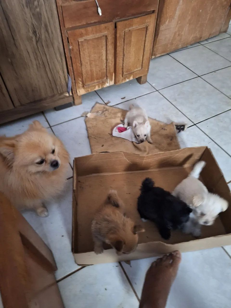 Cachorro split alemão 