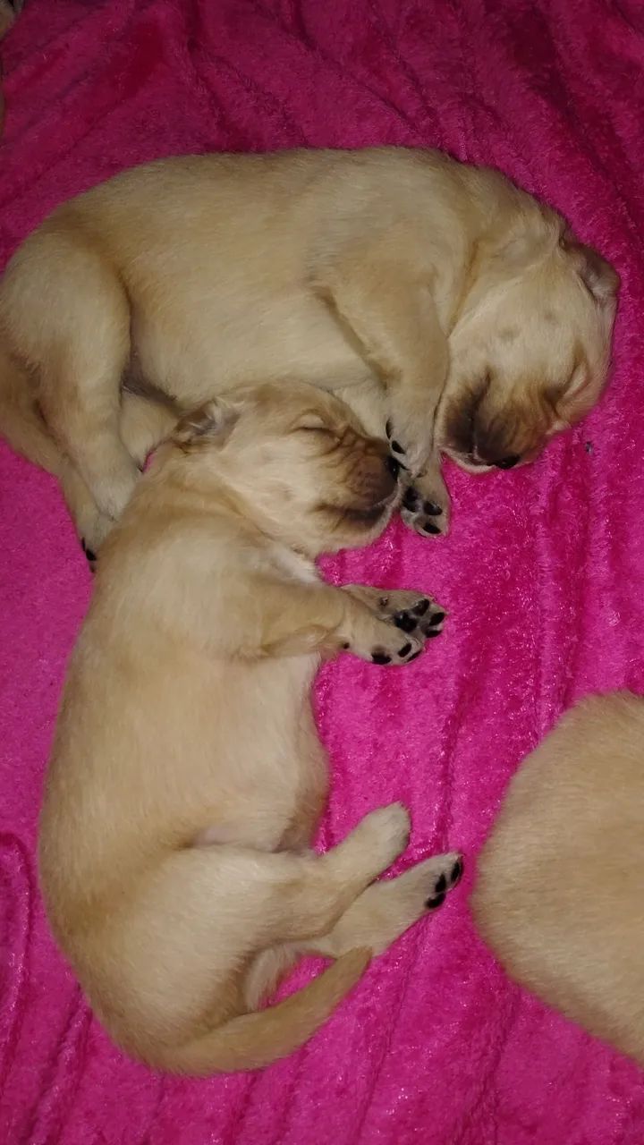Cachorro  - Foto 3