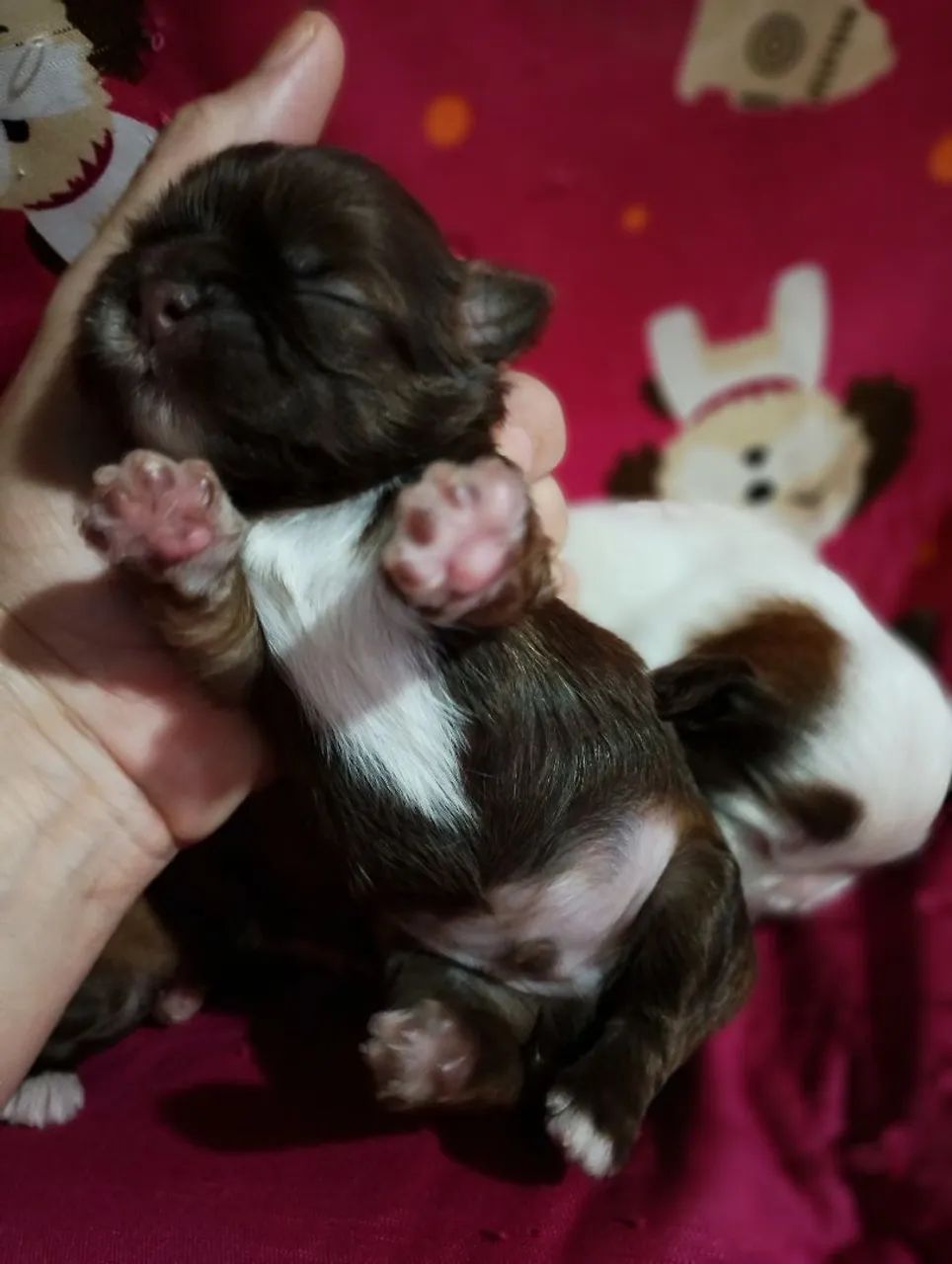 Shi Tzu fêmea e macho  - Foto 2