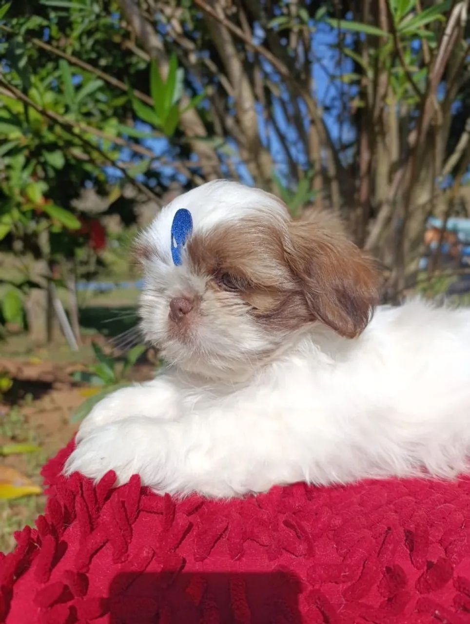 Shihtzu  - Foto 3