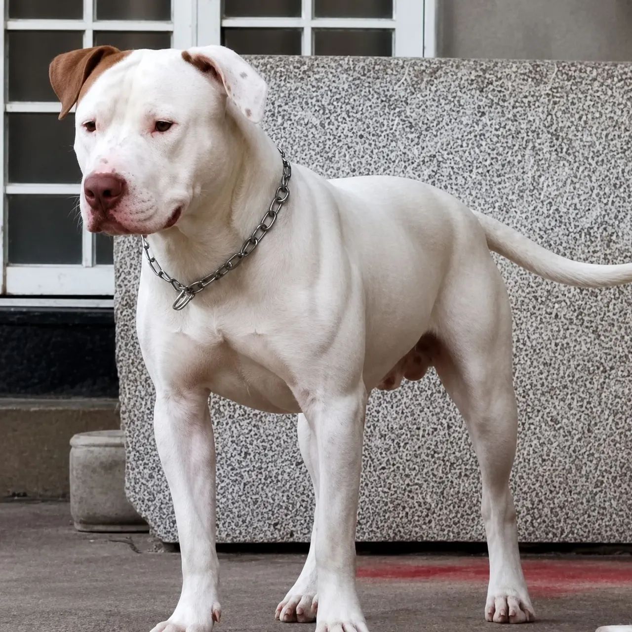 Filhotes de Pitbull disponíveis! - Foto 3