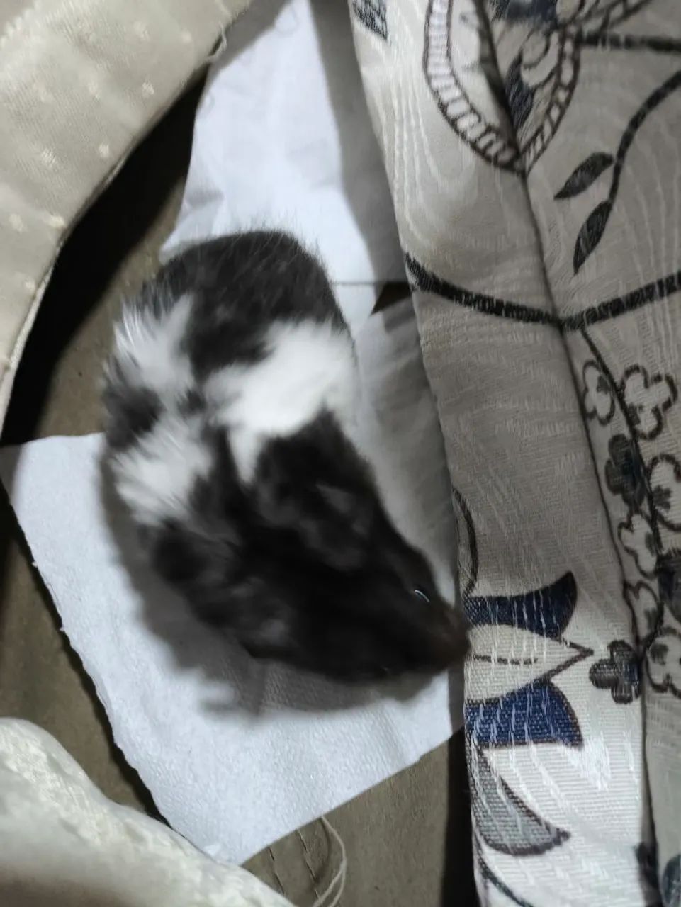 Hamster  - Foto 4