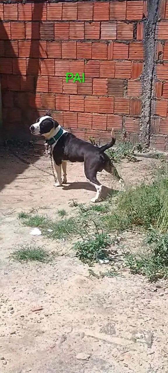 Pit Bull macho disponível. - Foto 2