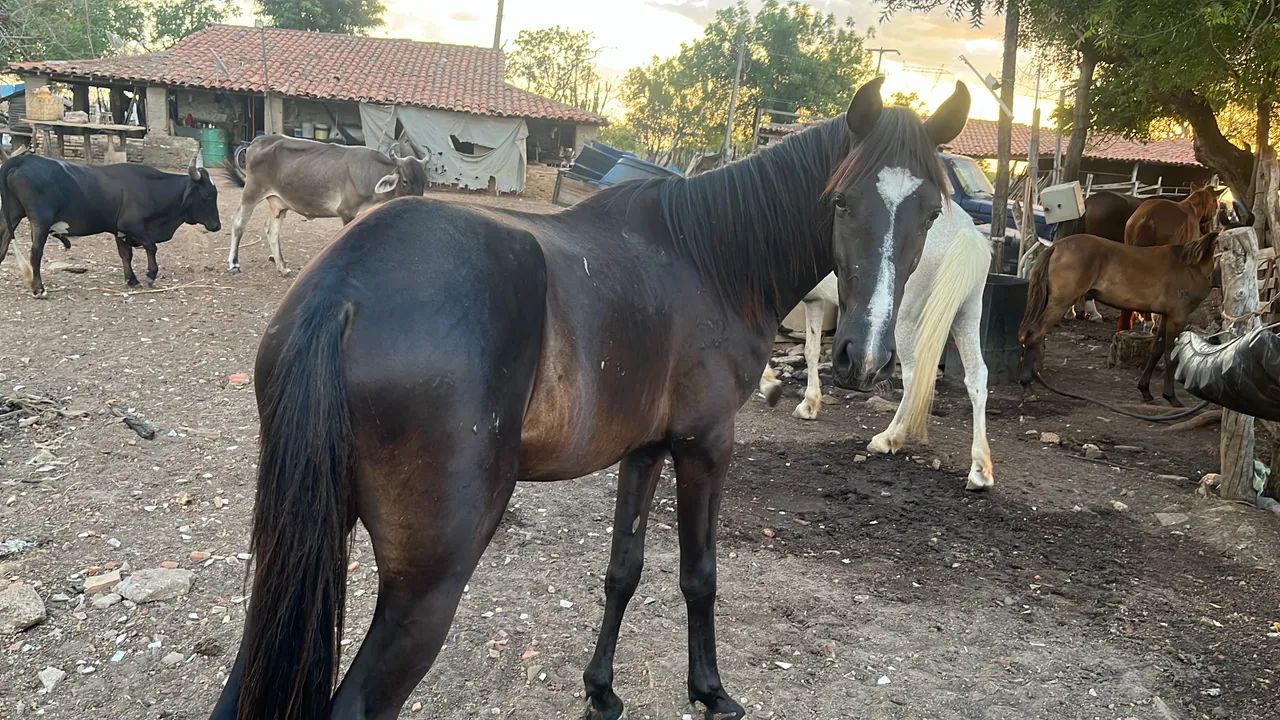 Potro de manga larga machador