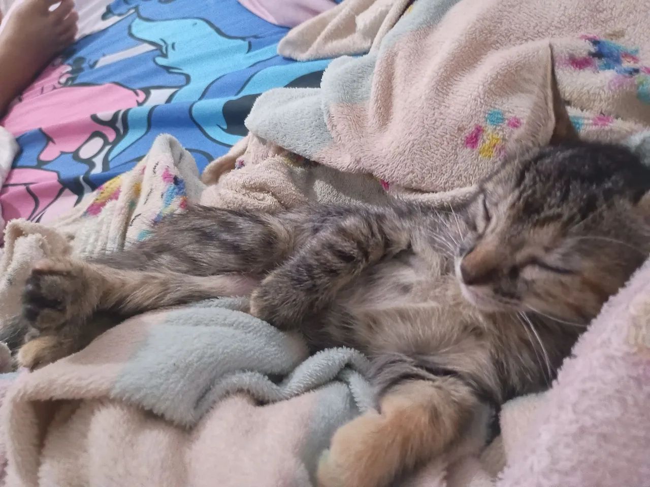 Gata para doação  - Foto 3