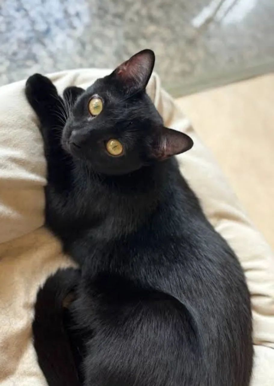 Gata castrada adocao - Foto 2