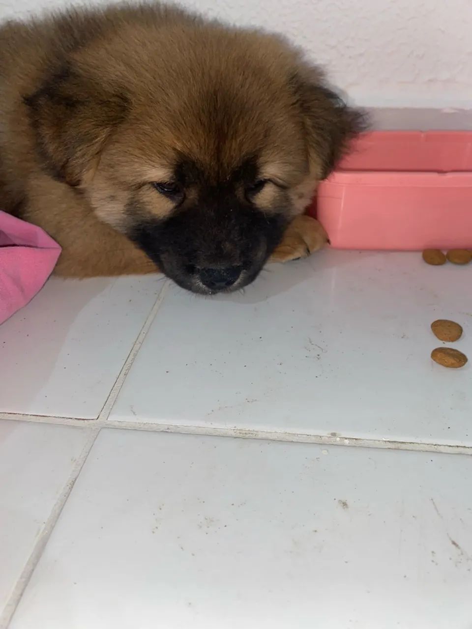 Cachorro  - Foto 2
