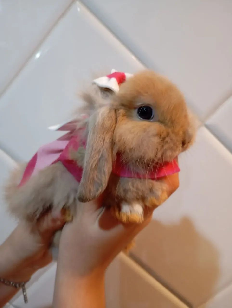 Filhote mini loop - Foto 4