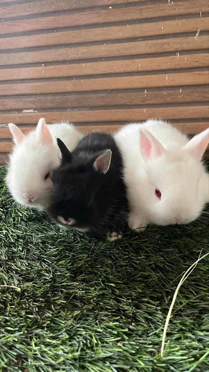 Mini coelho65570202246786121