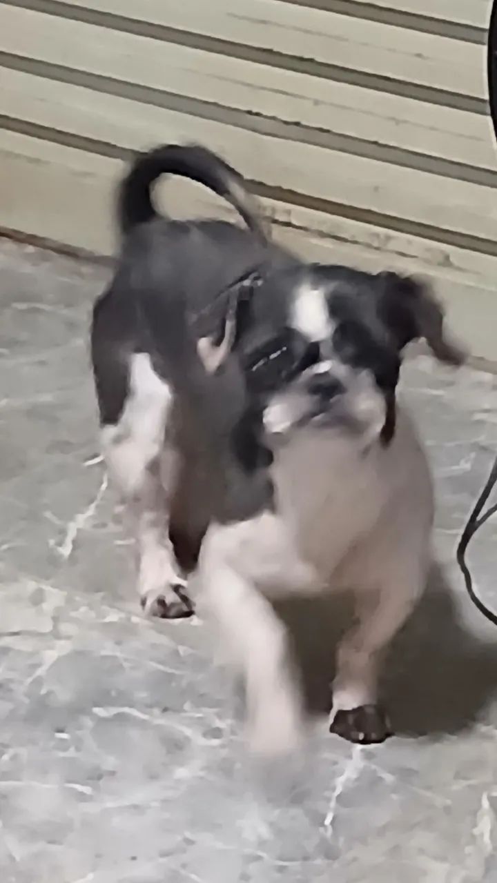 Shihtzu macho - Foto 5