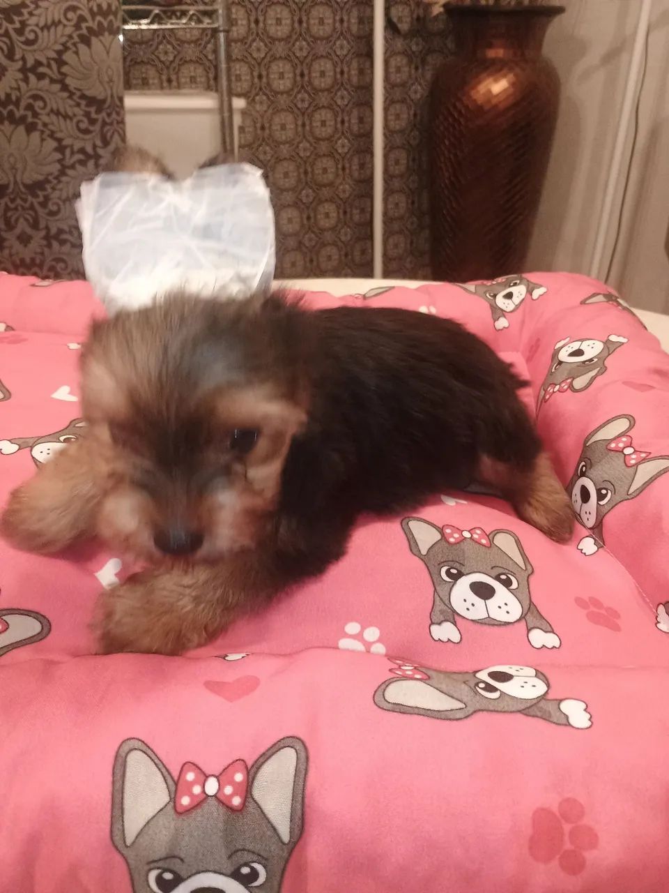 yorkshire terrier macho - Foto 2