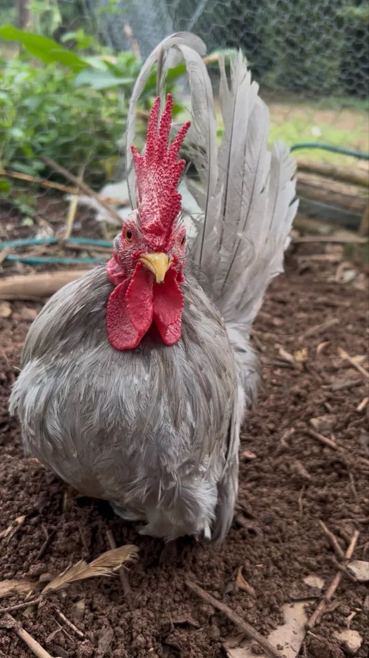 Garnisé Nagasaki Lavanda Mottled