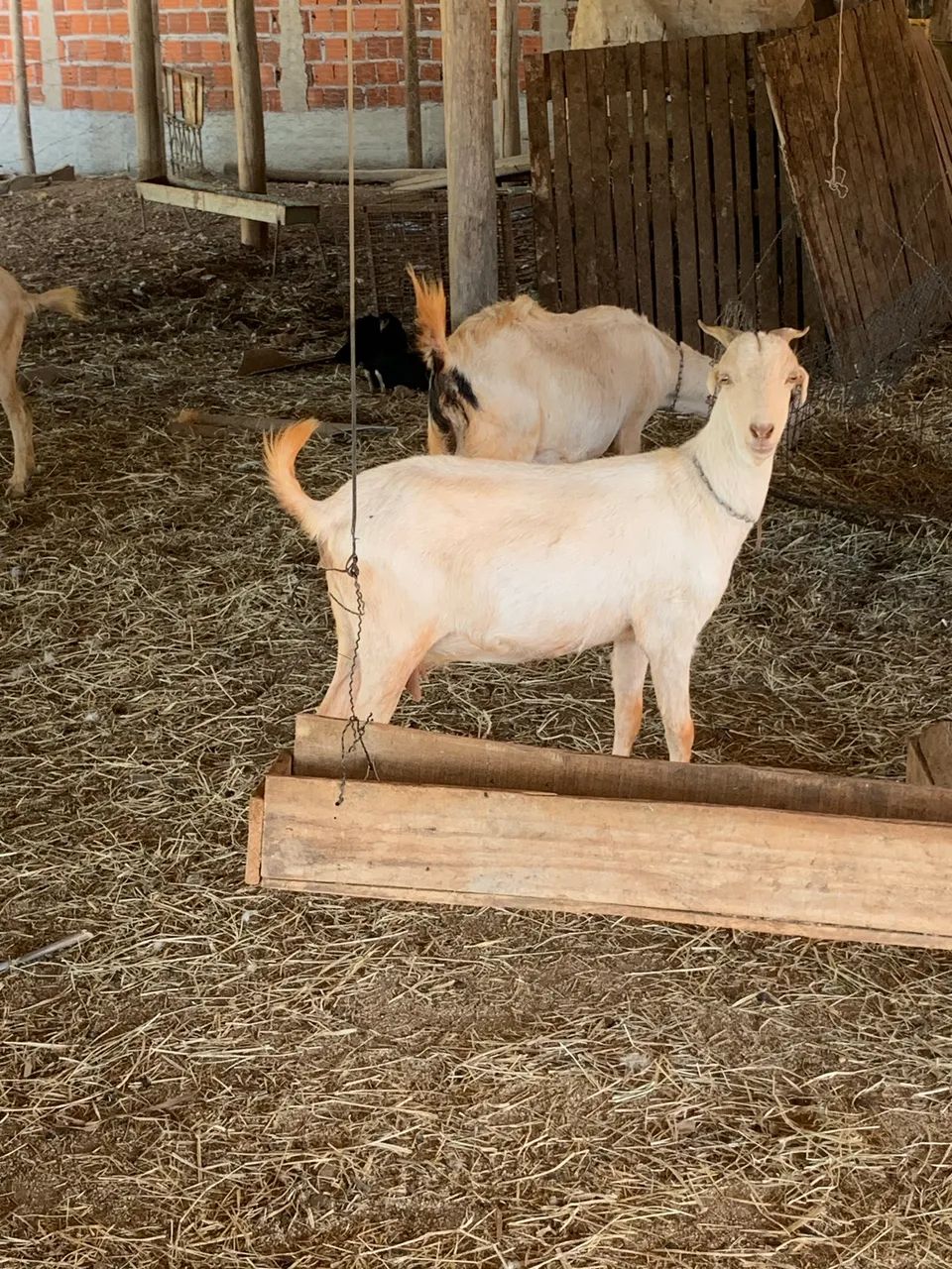 Cabras senen  - Foto 4