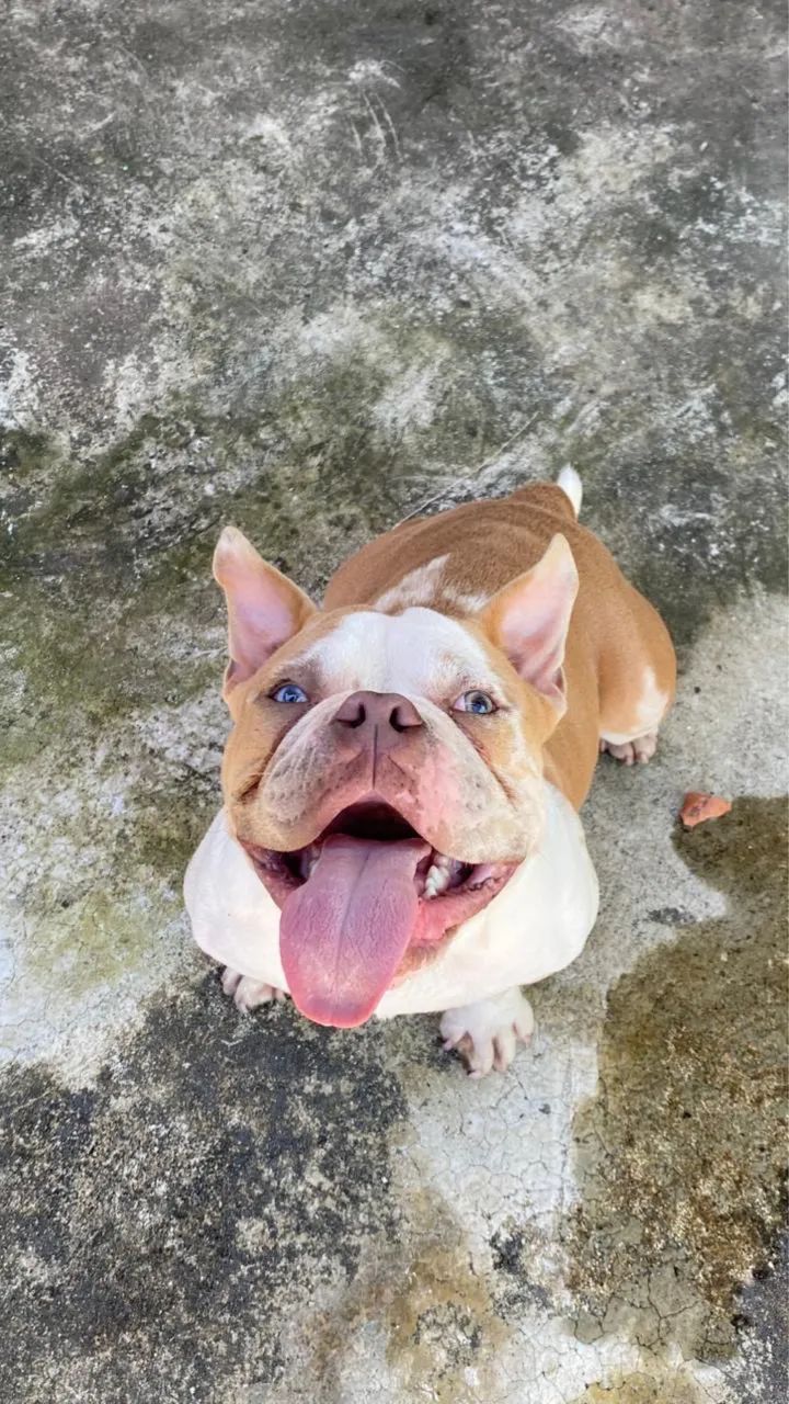 American Bully micro  - Foto 3