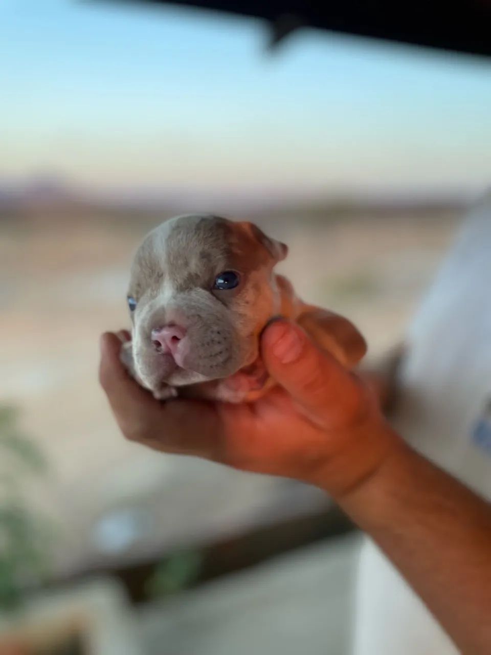 FILHOTES AMERICAN BULLY