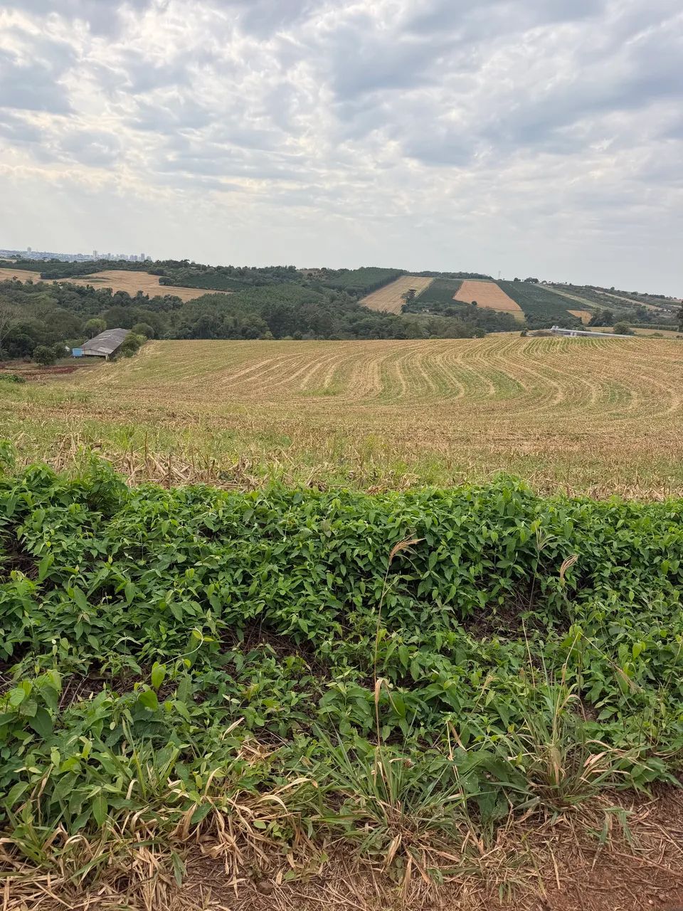 Vende se Chácara em Pirapó Apucarana  - Foto 4