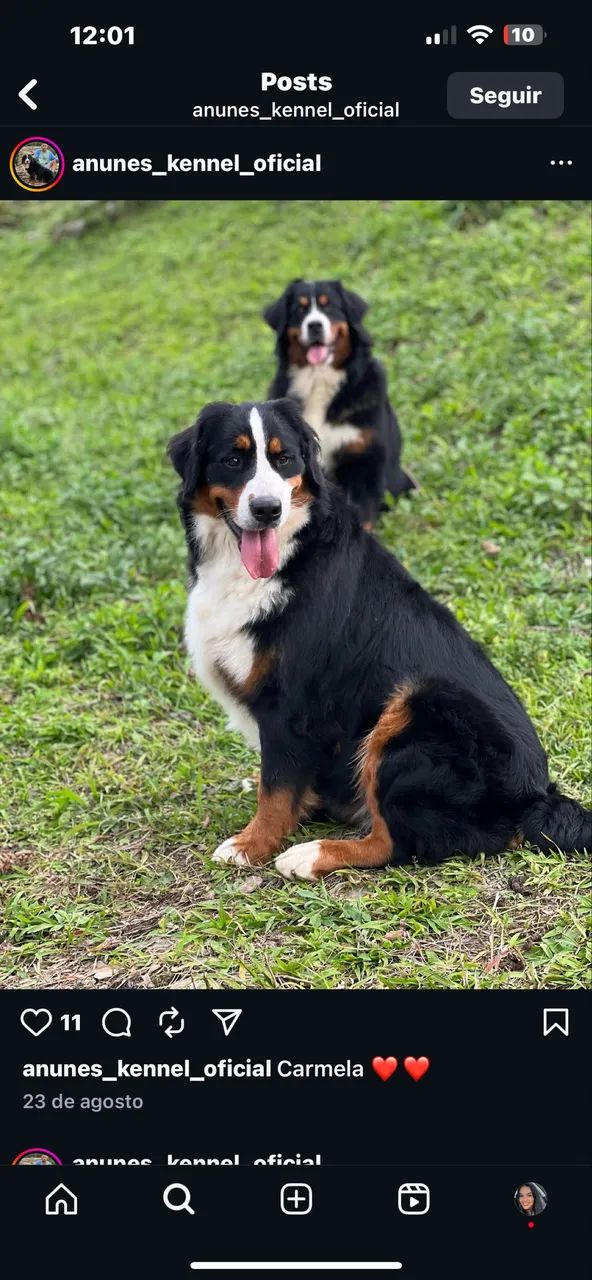 Bernese mountain 