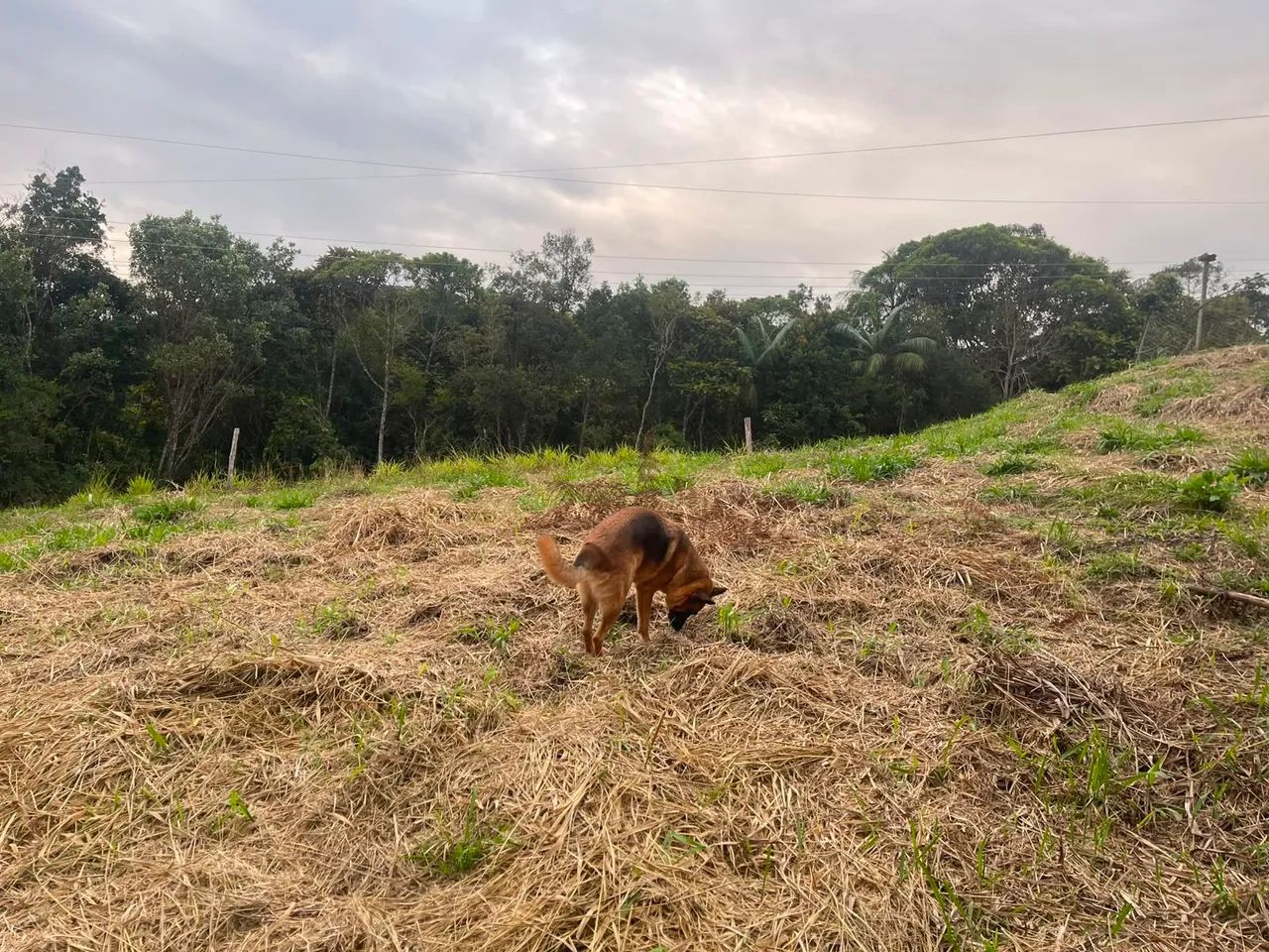 Terreno em são Pedro de Alcântara  - Foto 5