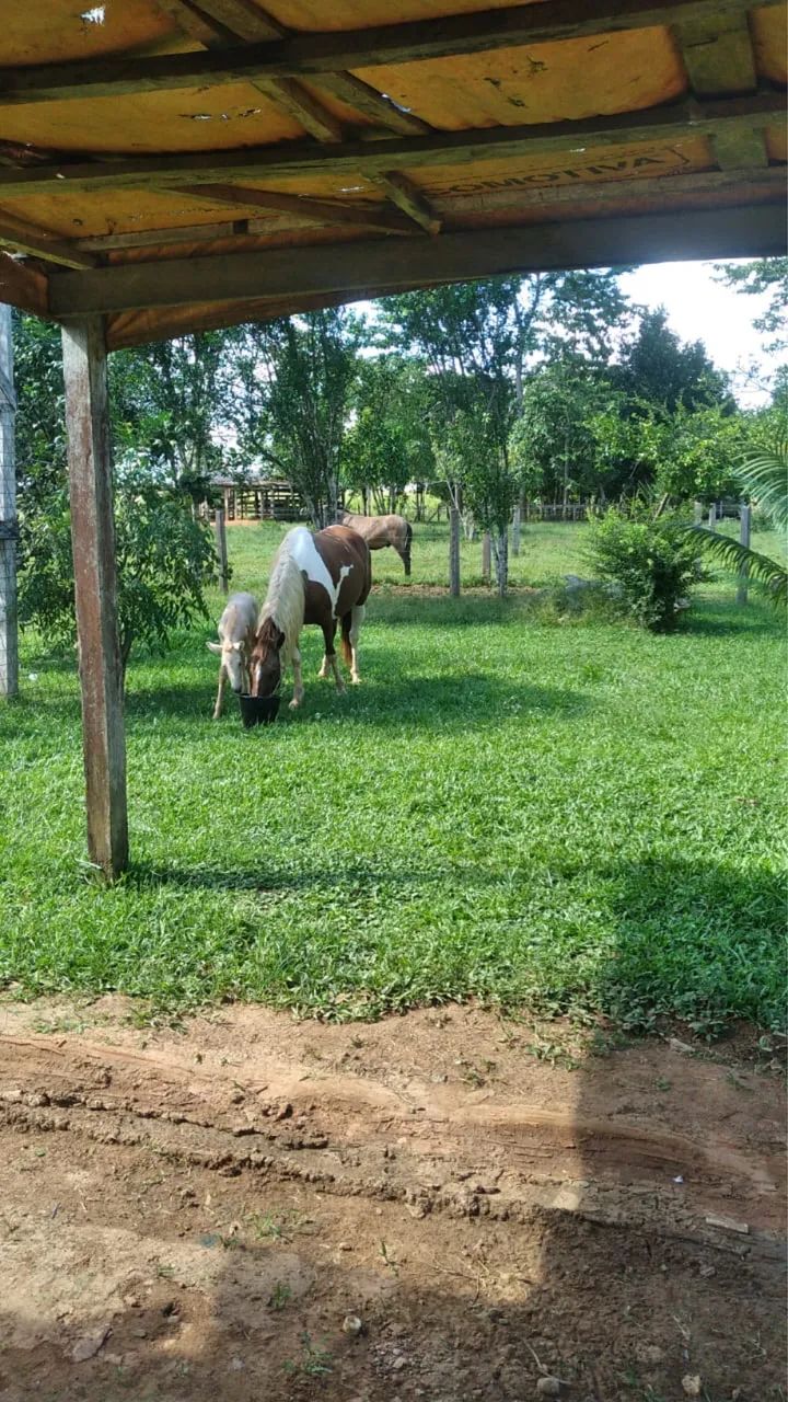 Vende se uma boa égua  - Foto 3