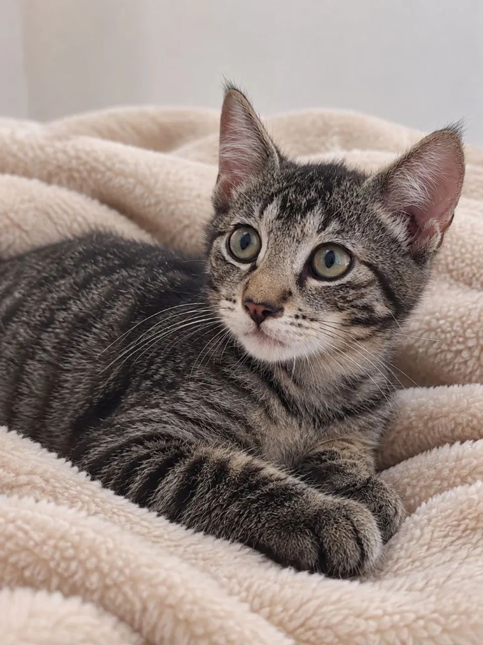 Gato Tigrado, 2 meses 