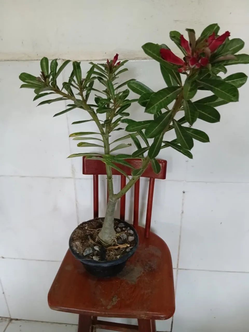 Rosa do deserto  - Foto 2