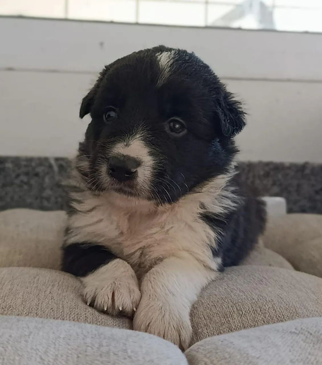 Border Collie com cores exóticas  - Foto 5