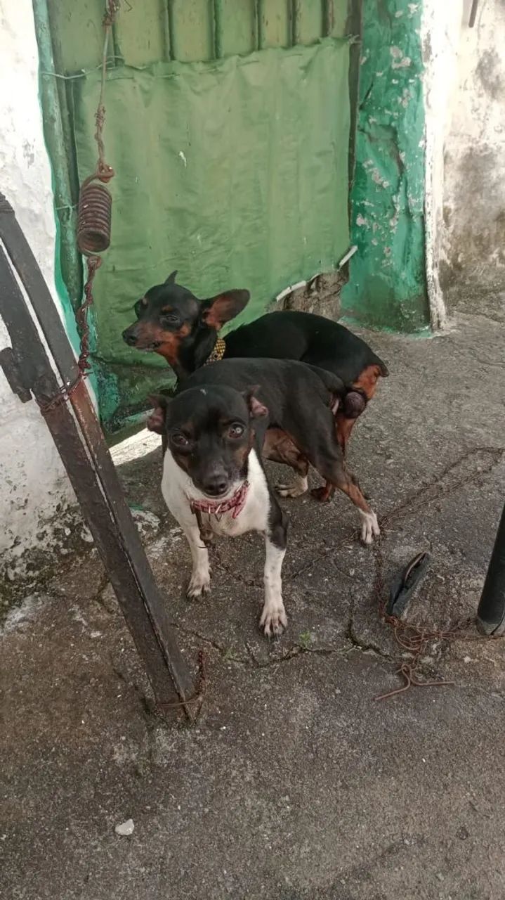 Pincher 0