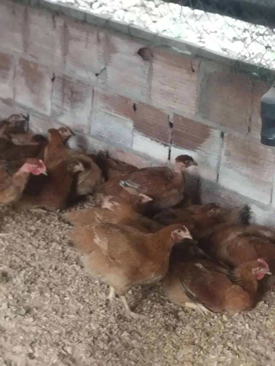 Galinhas poedeiras pra vender - Foto 4