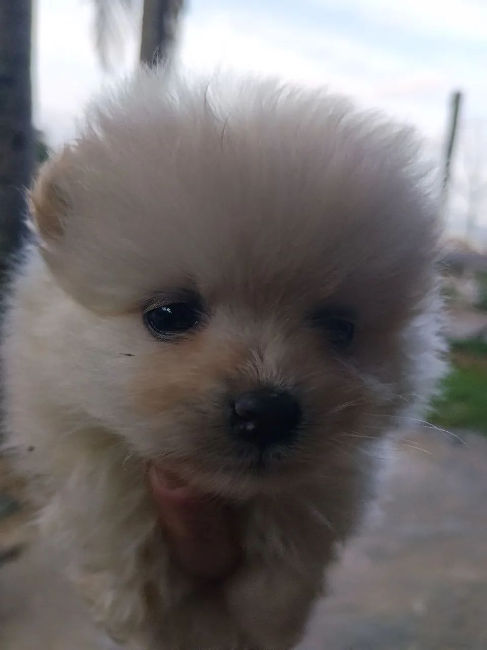 Lindo bebê lulu - Foto 3