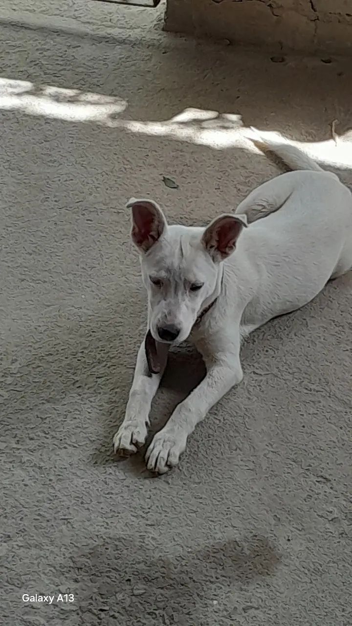 Adoção  - Foto 4