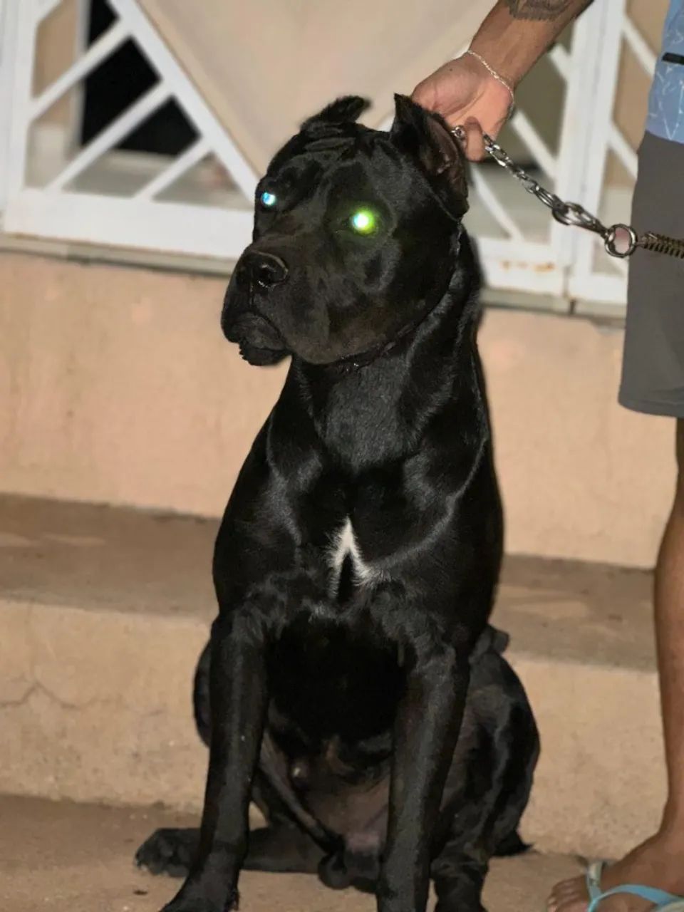 VENDE -SE FILHOTES CANE CORSO 
