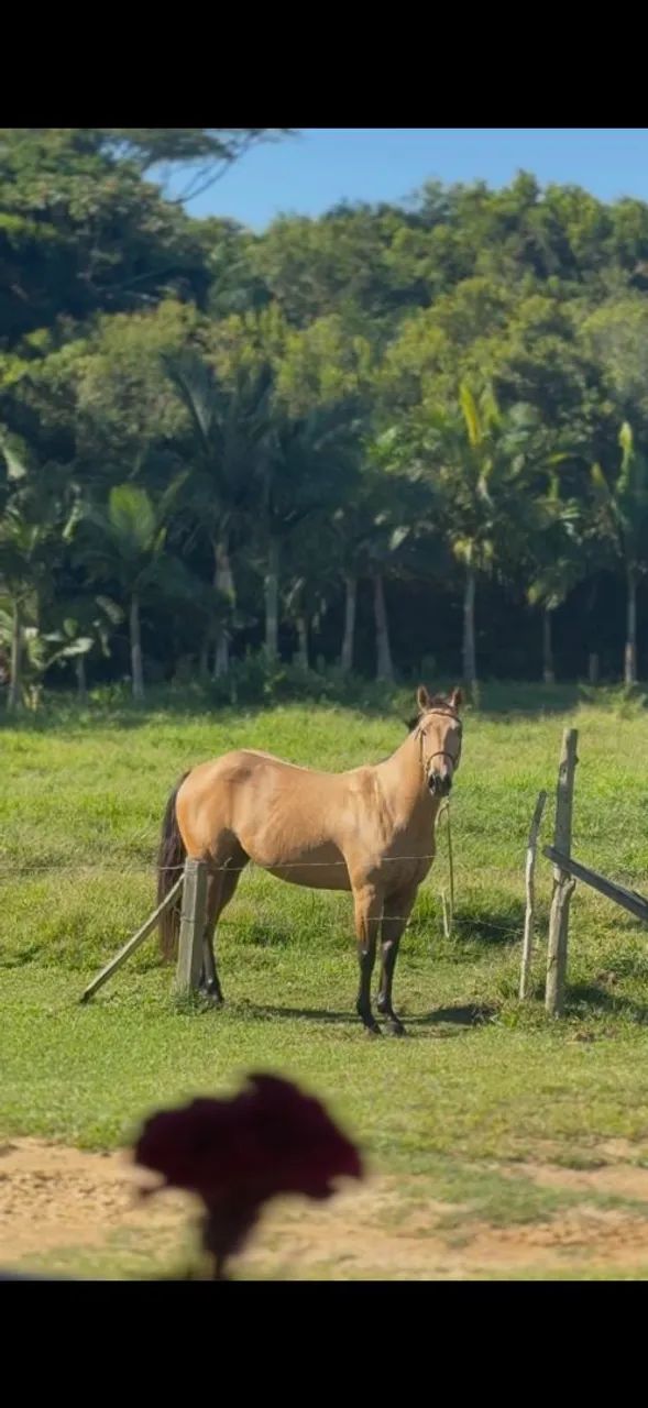 Cavalo quarto de milha 